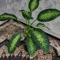 گل دیفن باخیا