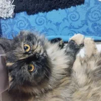 واکذاری گربه پرشین کت|گربه|ساری, |دیوار