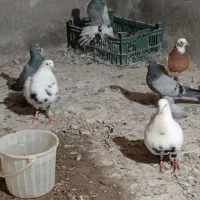 کبوتر دم سیاه جفت نر و ماده|پرنده|ملکان, |دیوار