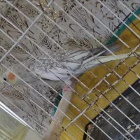 عروس هلندی نر