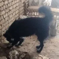 سگ قدرجونی گله ای و نگهبان