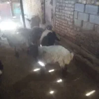 فروش  ۴ راس بره سبک