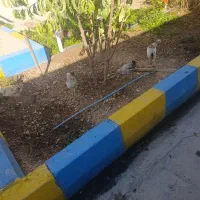 مرغ تخمگذار وخروس  وجوجه|حیوانات مزرعه|شباب, |دیوار