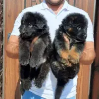 ژرمن سیاه بلک و دورنگ موبلند کینگ FWکوالیتی