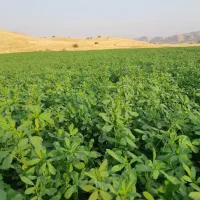 یونجه آخون|خدمات باغبانی و درختکاری|دهدشت, |دیوار