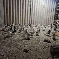 ۸۰عدد کفتر عتیقه،فروش فقط بصورت یکجایی|پرنده|شاهدشهر, |دیوار