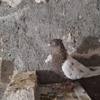 کبوتر جفتگاه چپ سینه ساده کلاق دم|پرنده|مشهد, حضرت حجت|دیوار