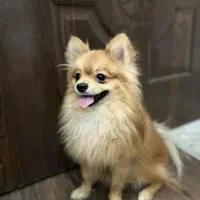 سگ پامر|سگ|شاهین‌شهر, گزبرخوار|دیوار