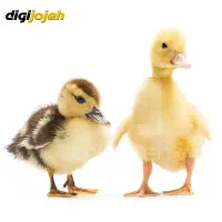 جوجه اردک فرز و سرحال قیمت باورنکردنی