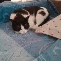 واگذاری گربه ماده تاکسیدو