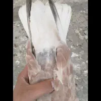 جوجه سرخ دمسفید کاکل|پرنده|سراوان, |دیوار