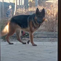 واگذاری سگ ژرمن شپرد نر نژاد اصیل آلمانی شیب دار