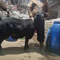 قوچ دوساله|حیوانات مزرعه|باغ حلی, |دیوار