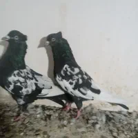کبوتر رنگی شهرستانی چادری سینه سیاه|پرنده|کرج, ملک‌آباد|دیوار