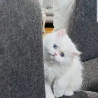 گربه پرشین کلاسیک با تمام وسایل