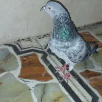کفتر تیدی پاکستانی|پرنده|شادگان, |دیوار