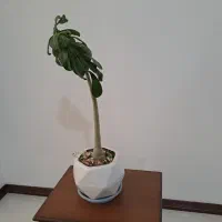 گلدان|گل مصنوعی|زنجان, |دیوار