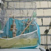 سلام یک عدد عروس هلندی ماد زیبا