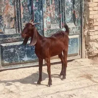 بزغاله افغانی ابستن معاوضه با گوسفند