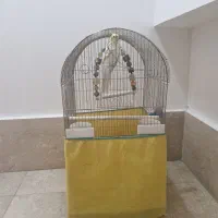 عروس هلندی همراه قفس