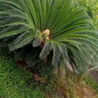گل وگیاه ویلایی