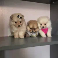 توی پودل فرفری، پبکینیز ، پامر|سگ|تهران, چیتگر شمالی|دیوار