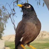 مرغ مینا