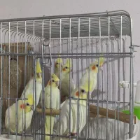 ۱عدد عروس هلندی نر