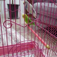 مرغ عشق  خوشگل  وتمبز