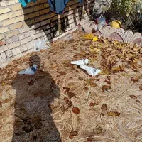 ۳ عدد طوقی بسیار  زیبا