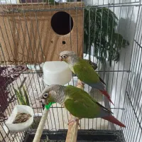 فروش جفت گرینچیک مولد