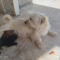 توله سگ نژاد شیتزو