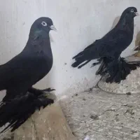 یه جفت قره پاپر اویناخ اهر قره سی اغ دمدیح اغ گوز|پرنده|بناب, |دیوار