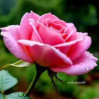 نیرو میوه فروشی