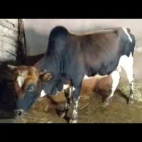 ورزا آرام خوش خوراک خوش جنس