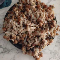 به علت تکثیر زیاد