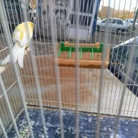 قناری سرخ ماد سفید نر موزایکی ولیمویی