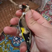 سهره ماده چونه|پرنده|رشت, حافظ آباد|دیوار