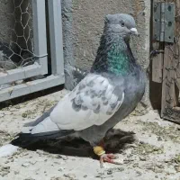 کبوتر سینه سبز