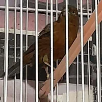 قناری نر و ماده اماده