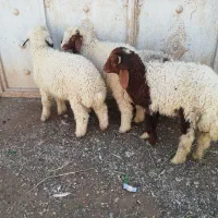 بره عربی|حیوانات مزرعه|اهواز, منازل کارون|دیوار