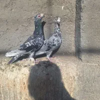 کفتر پرنده|پرنده|تربت‌حیدریه, مسجد جامع|دیوار