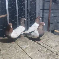 کبوترها دزدیده شده