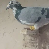 زاغ کرمونی|پرنده|رشتخوار, |دیوار