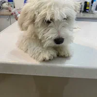 حیوان خانگی|سگ|شهرکرد, |دیوار