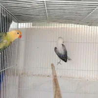 طوطی برزیلی یووینگ|پرنده|شیراز, شهرک گلستان|دیوار