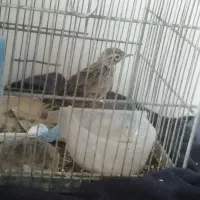 پرنده سهره