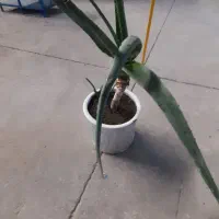 گل گندمی|گل و گیاه طبیعی|مشهد, ایثارگران|دیوار