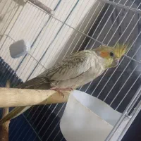 عروس هلندی|پرنده|خرمدره, |دیوار