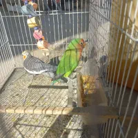 عروس هلندی و کوتوله سخنگو|پرنده|زاهدان, |دیوار